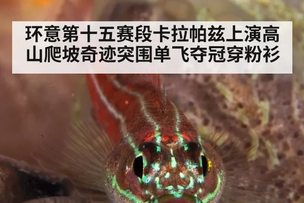 环意第十五赛段卡拉帕兹上演高山爬坡奇迹突围单飞夺冠穿粉衫